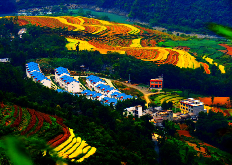 金色稻田美鄉村 金色稻田美鄉村